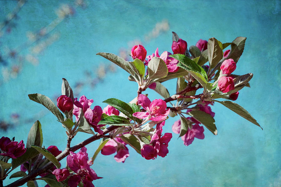 Springtime Crabapple Flowers Photograph by Mary Lee Dereske