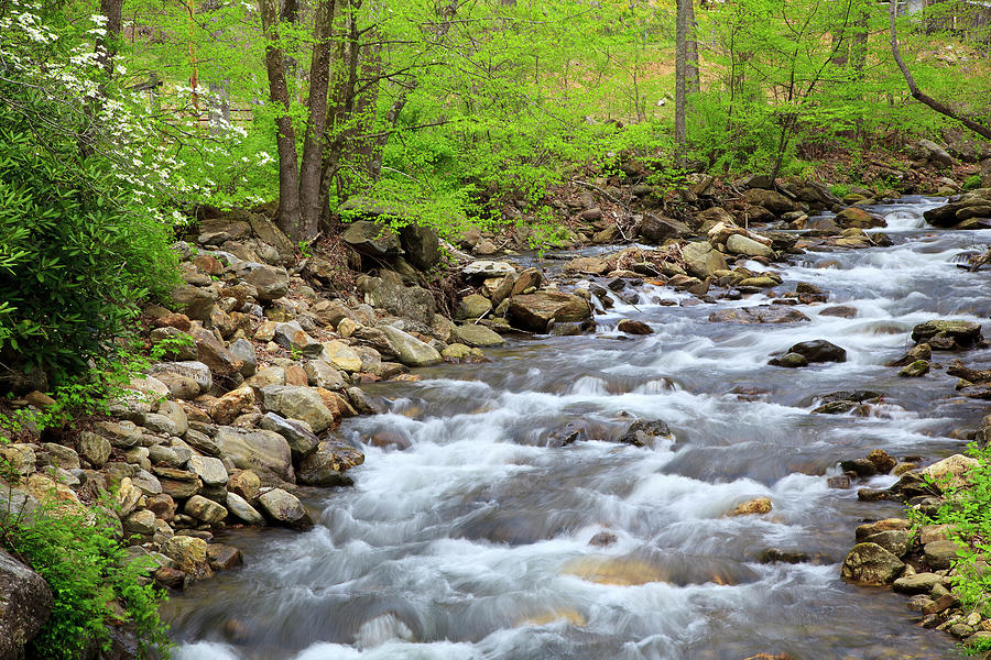 Springtime Creek Photograph by Jill Lang