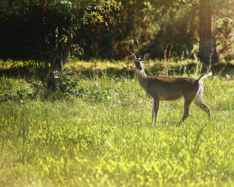 Springtime Deer Photograph by Judy Vincent