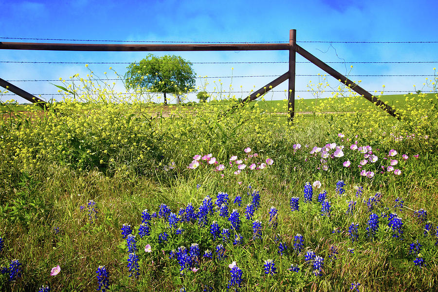 Springtime Fence Line Photograph by Lynn Bauer