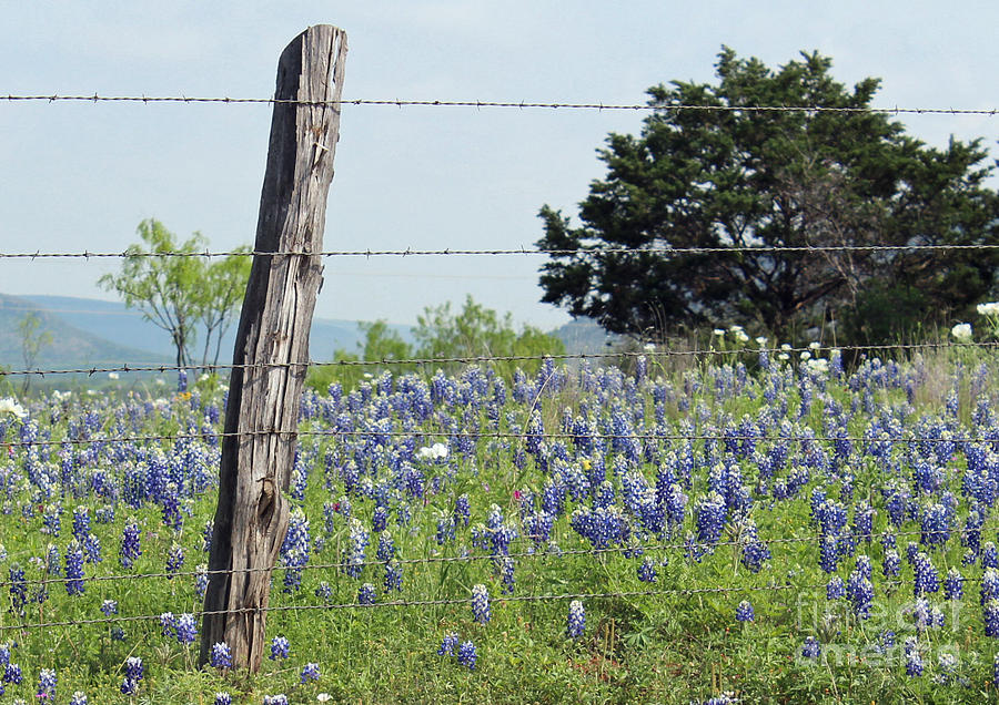 Springtime For Texas Photograph by Joe Pratt