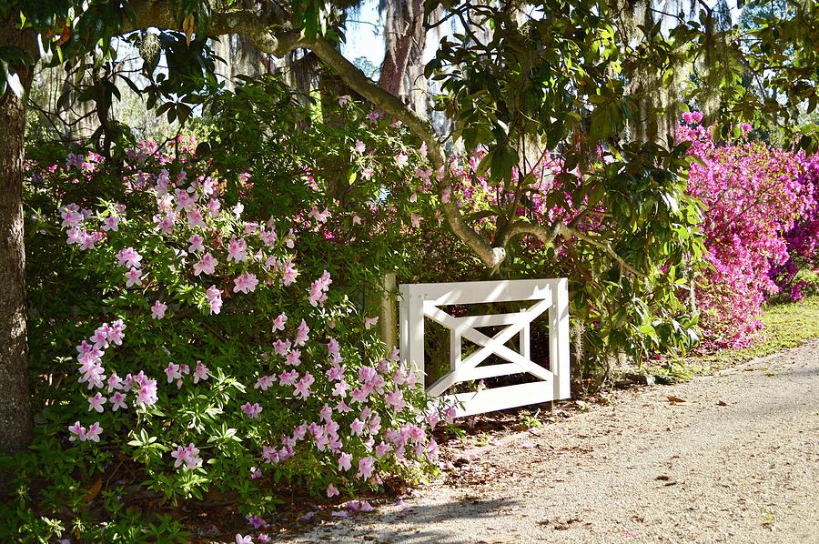 Architecture Photograph - Springtime gate by Linda Covino