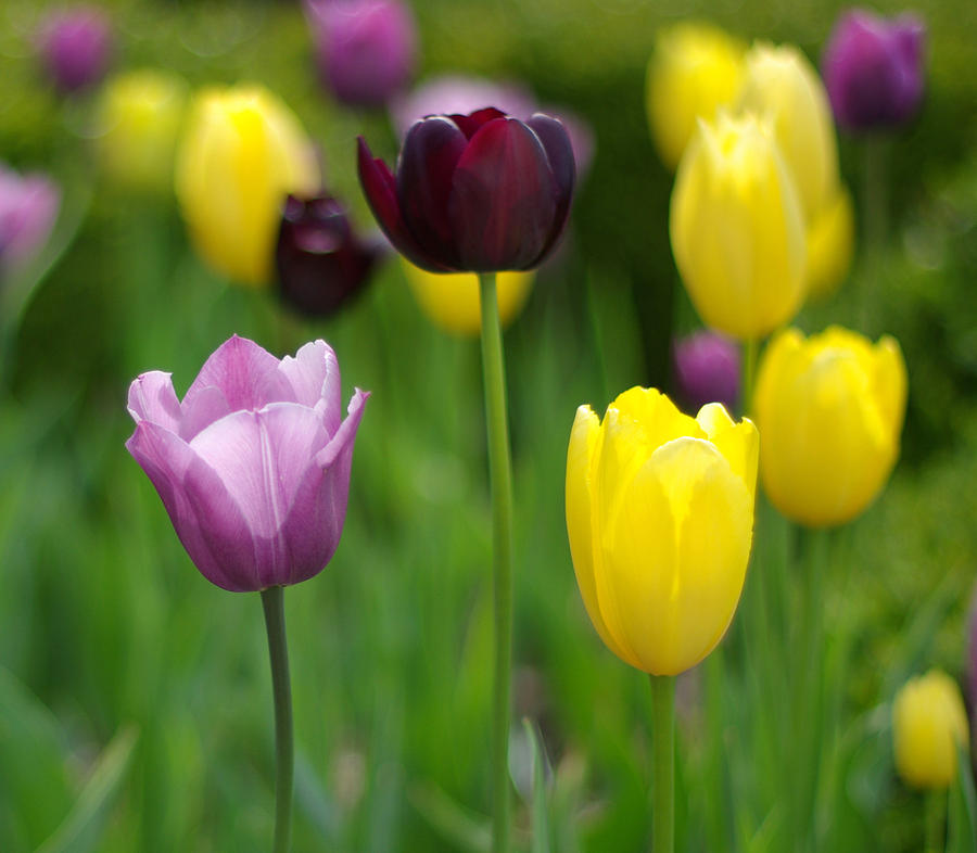 Tulip Photograph - Springtime Glory by Linda Mishler