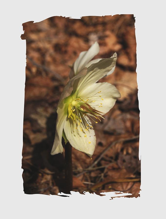 Springtime Helleborus Photograph by Margie Avellino