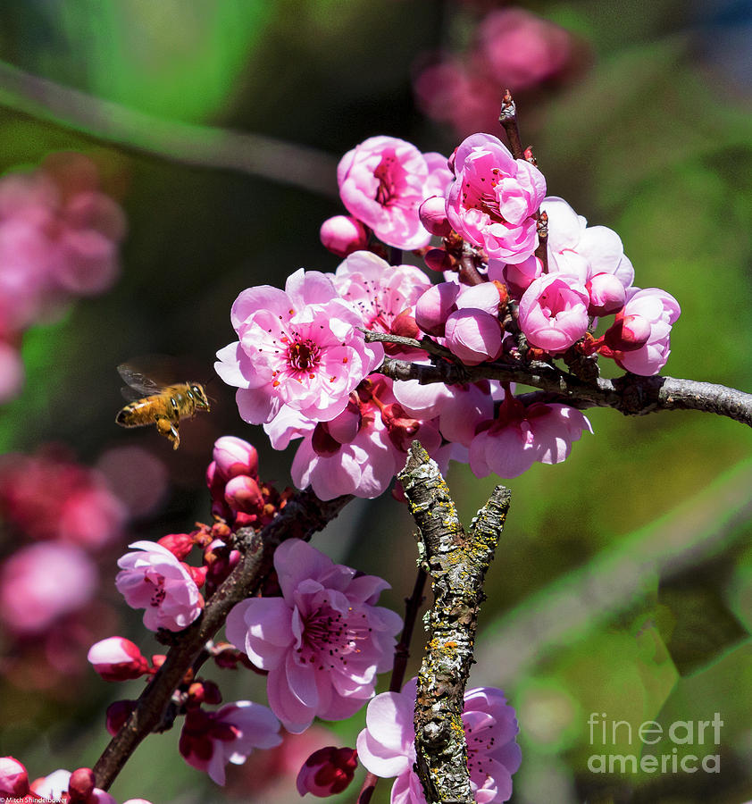 Springtime Honey  Photograph by Mitch Shindelbower