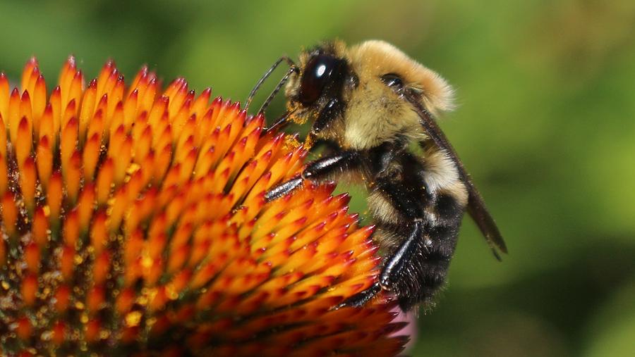 Springtime Honeybee Photograph by Carina Montgomery - Fine Art America