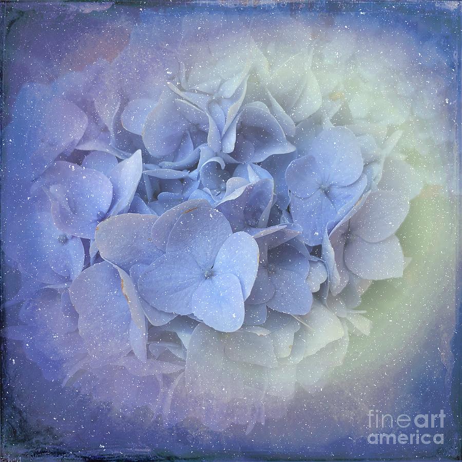 Springtime Hydrangea Photograph by Luther Fine Art