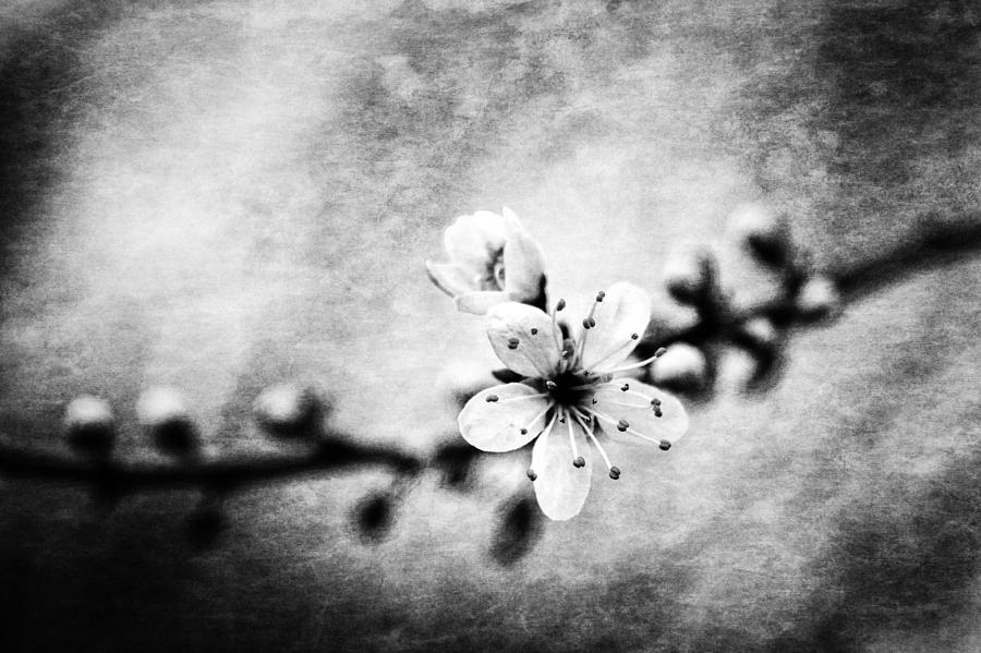 Springtime 3 Photograph by Jaroslav Buna
