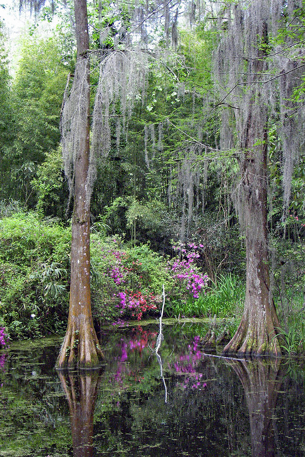 Springtime in a Cypress Swamp Photograph by Jerry Griffin