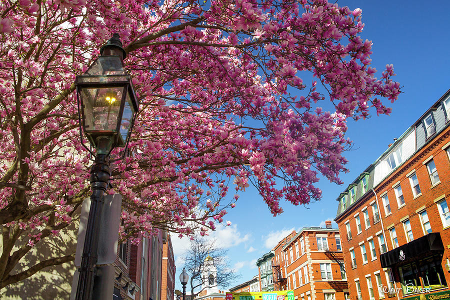 Springtime in Boston Photograph by Walt Baker
