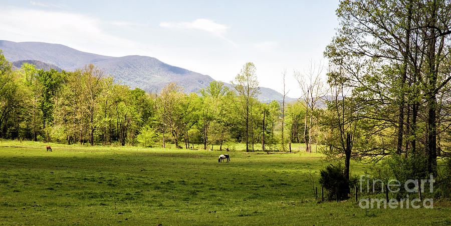 Landscape Photograph - Springtime in Cades Cove Great Smoky Mountains National Park 2 by Felix Lai