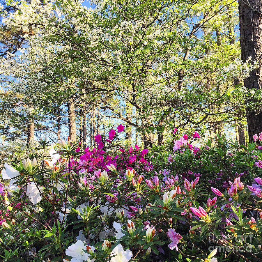 Springtime in Carolina Photograph by Matthew Seufer