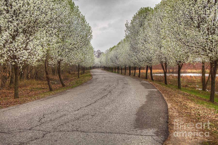 2011 Photograph - Springtime In Missouri by Larry Braun 2011 Photograph - Springtime In Missouri by Larry Braun