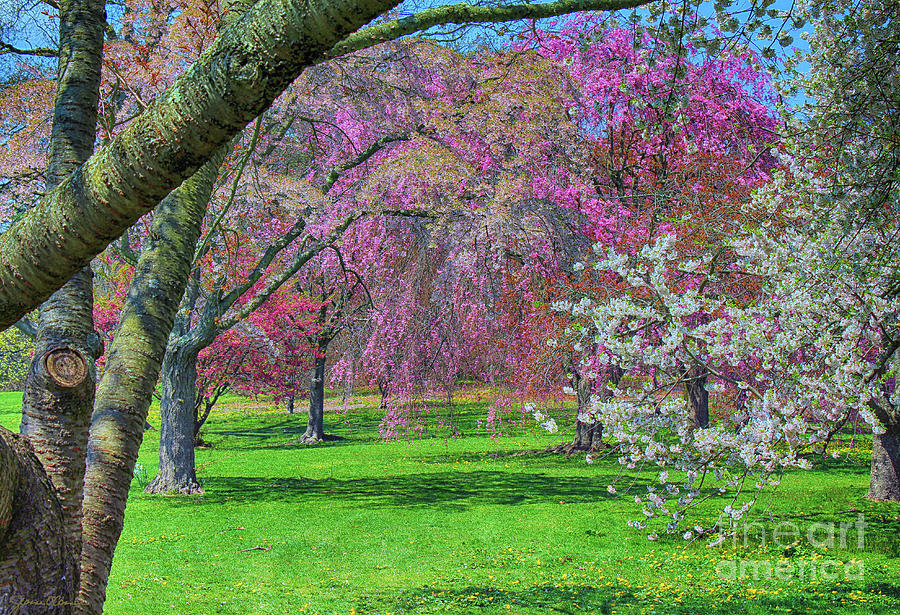 Tree Photograph - Springtime in New York by Jeanne OConnor