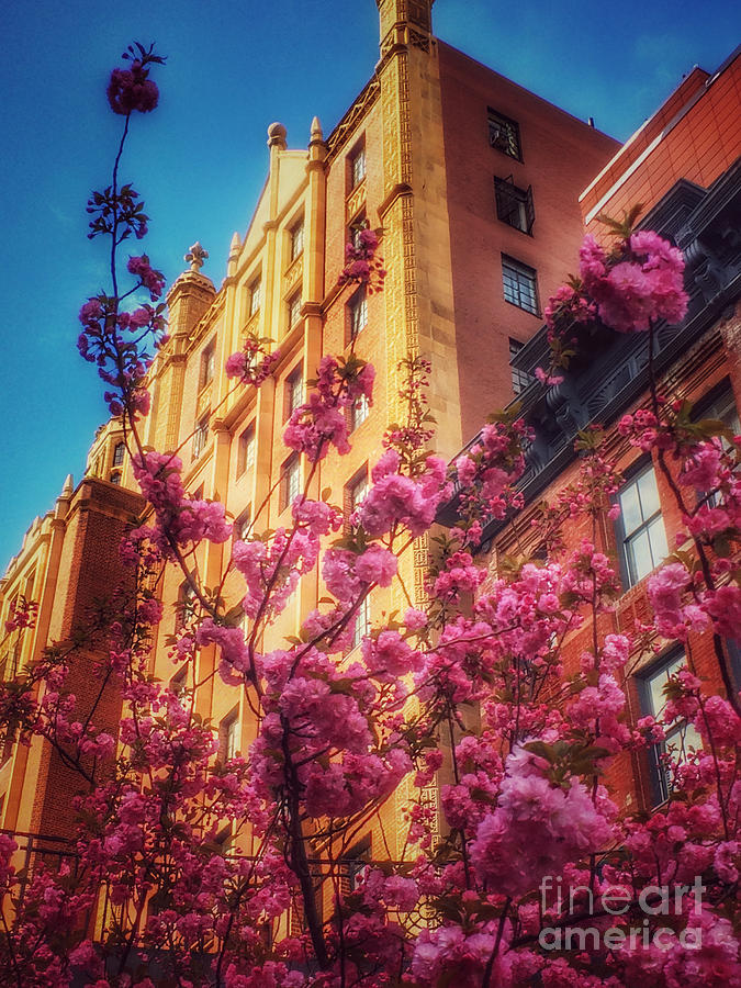 Springtime in New York - Pretty in Pink Photograph by Miriam Danar