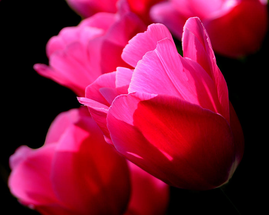 Tulip Photograph - Springtime in Pink by Lyle  Huisken