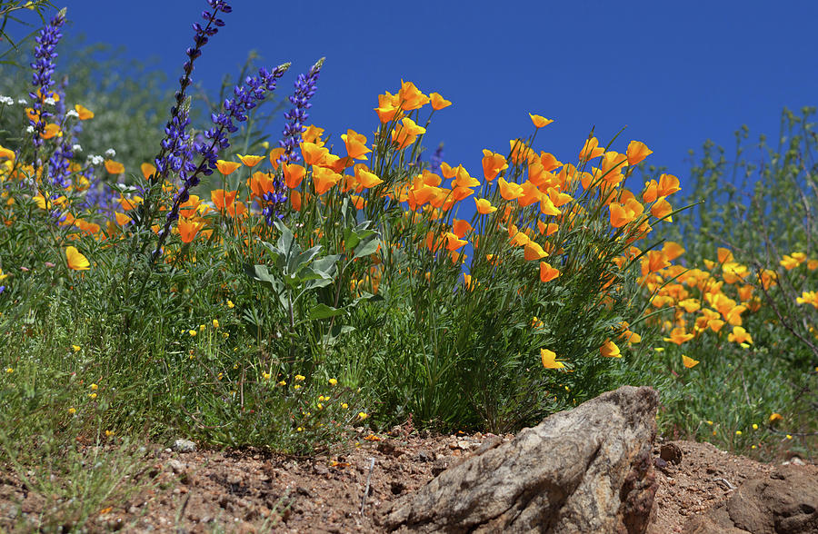 Springtime in Southern California Photograph by Cliff Wassmann
