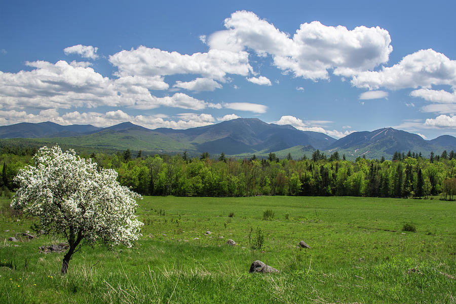 Springtime in Sugar Hill Photograph by White Mountain Images