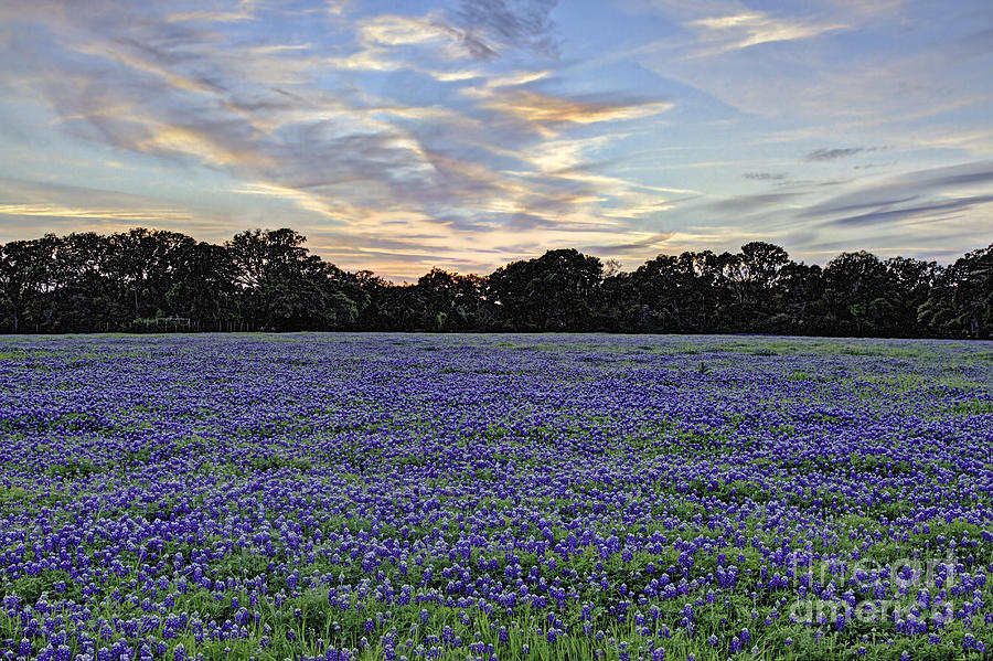 Springtime in Texas Photograph by Gary Holmes