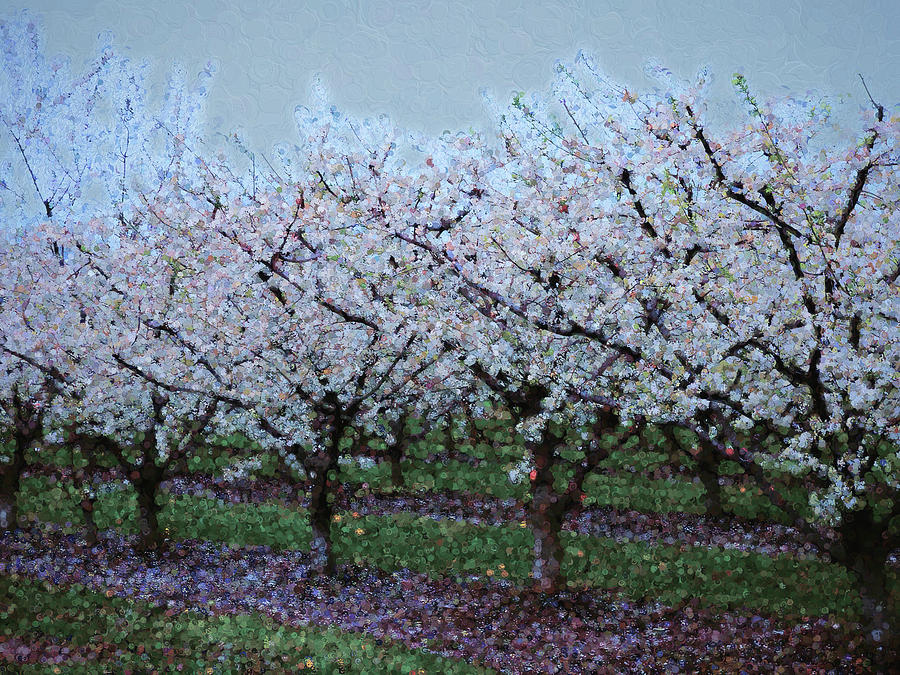 Springtime In The Cherry Orchard Digital Art by Leslie Montgomery