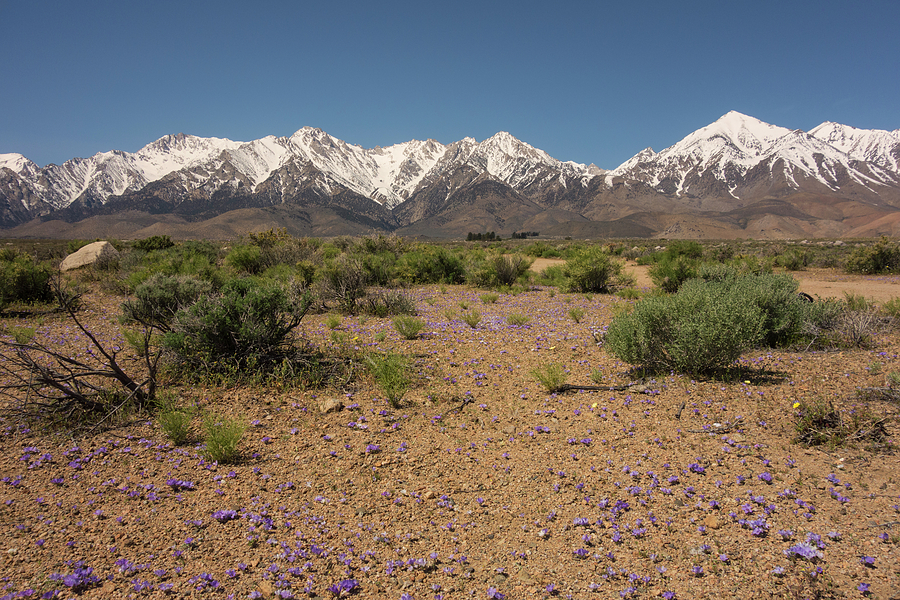 Springtime in the Eastern Sierra Photograph by Loree Johnson