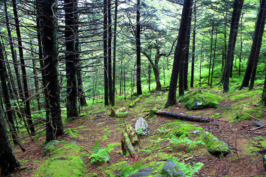 Springtime in the Forest Photograph by Selena Lorraine - Fine Art America