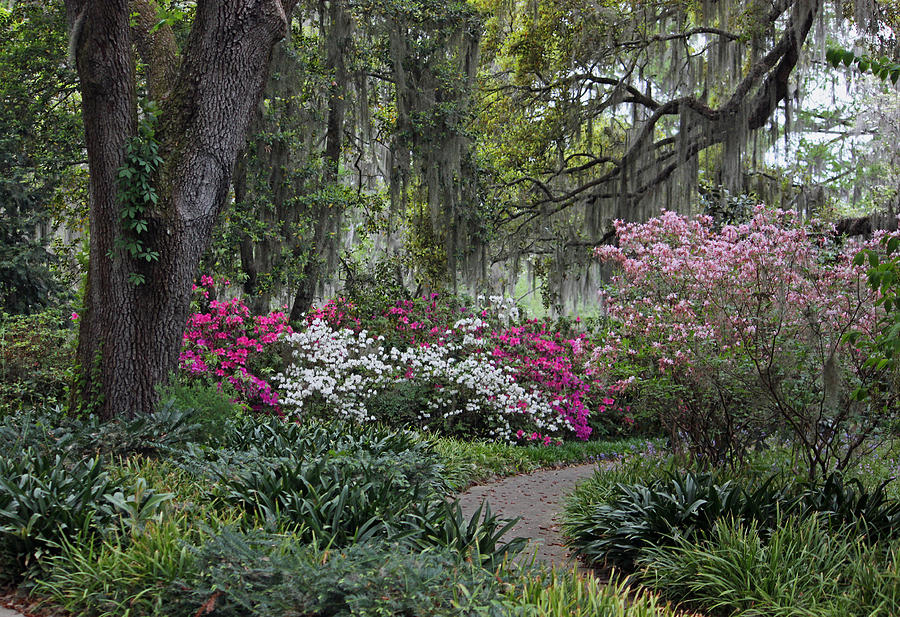 Springtime in the Lowcountry VIII Photograph by Suzanne Gaff
