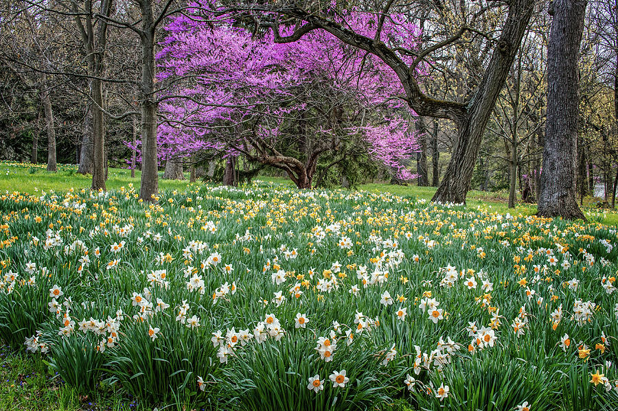 Springtime in the Morton Arboratum Photograph by Judith Barath