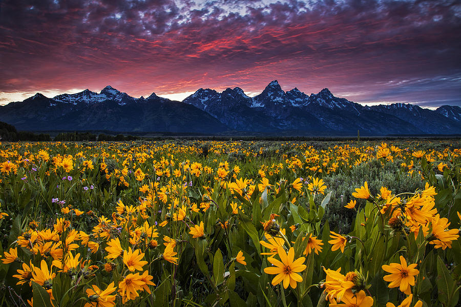 Grand Teton National Park Photograph - Springtime in the Mountains by Andrew Soundarajan