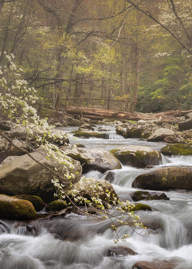 Springtime in the Smokies Photograph by Jared Perry