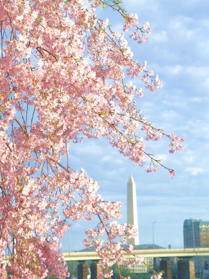 Springtime in Washington DC Photograph by Jeanette Oberholtzer
