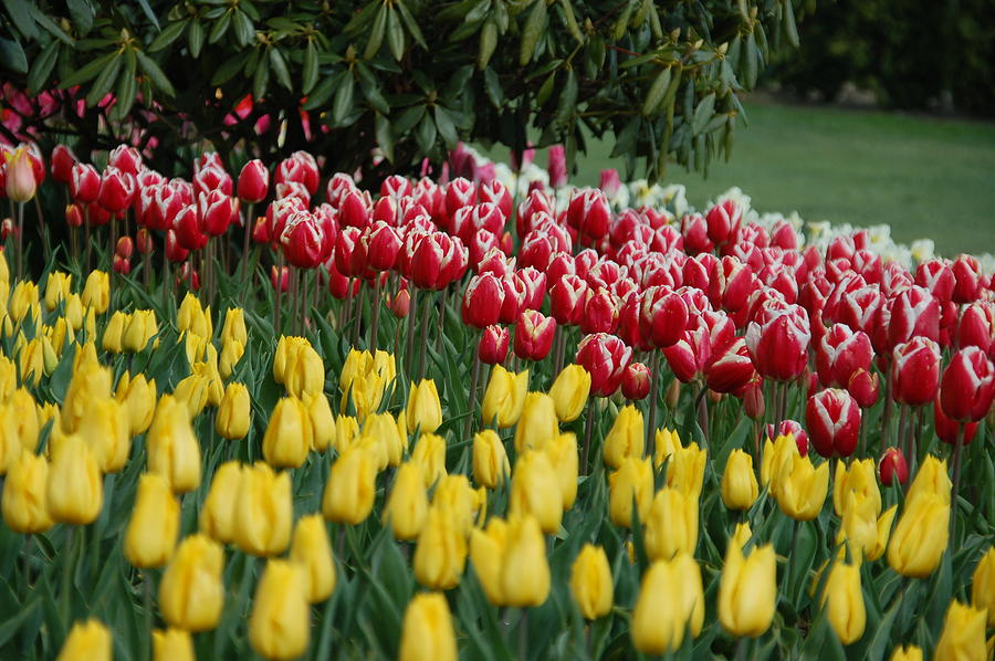 Tulip Photograph - Springtime in Washington by HP Hwang