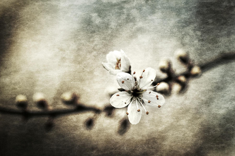 Springtime 4 Photograph by Jaroslav Buna