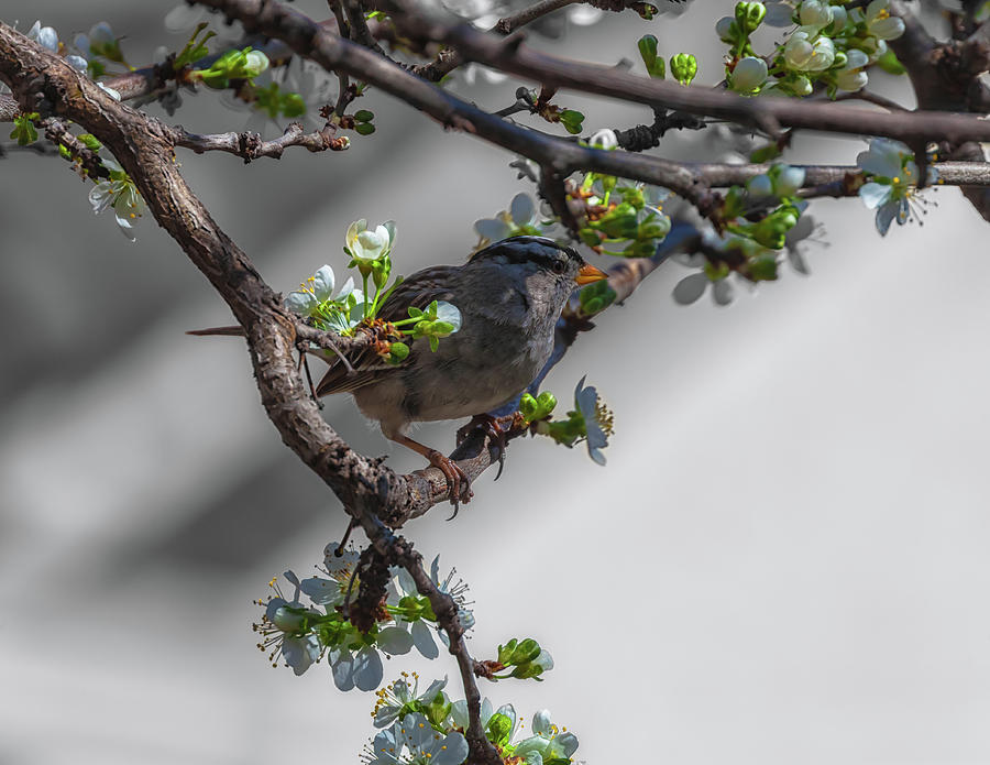 Nature Photograph - Springtime by Jonathan Nguyen