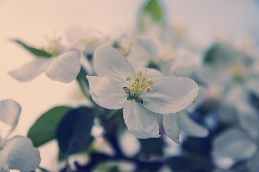 Spring Photograph - Springtime by Konstantin Sevostyanov