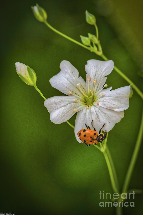 Springtime Ladybug Photograph by Mitch Shindelbower