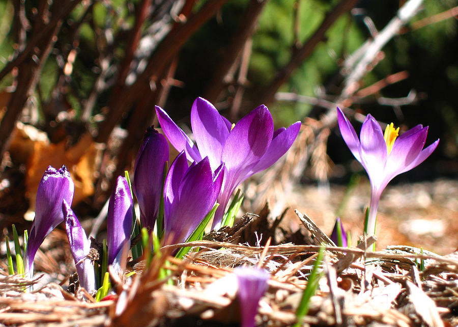 Springtime Photograph by Laura Kinker