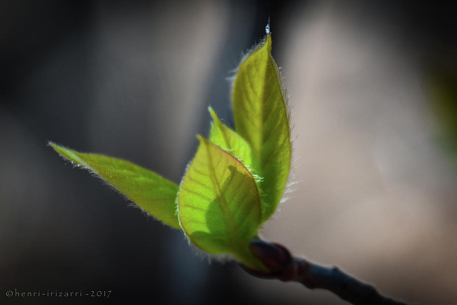 Springtime Leaves Photograph by Henri Irizarri