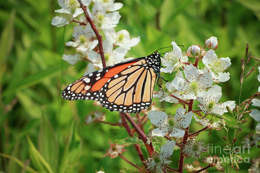 Springtime Monarch Butterfly Photograph
