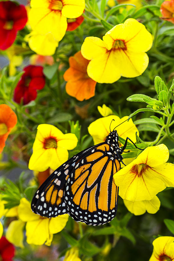 Flower Photograph - Springtime Monarch by Garry Gay