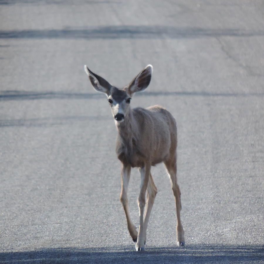 Springtime Mule Deer  Photograph by Bill Tomsa