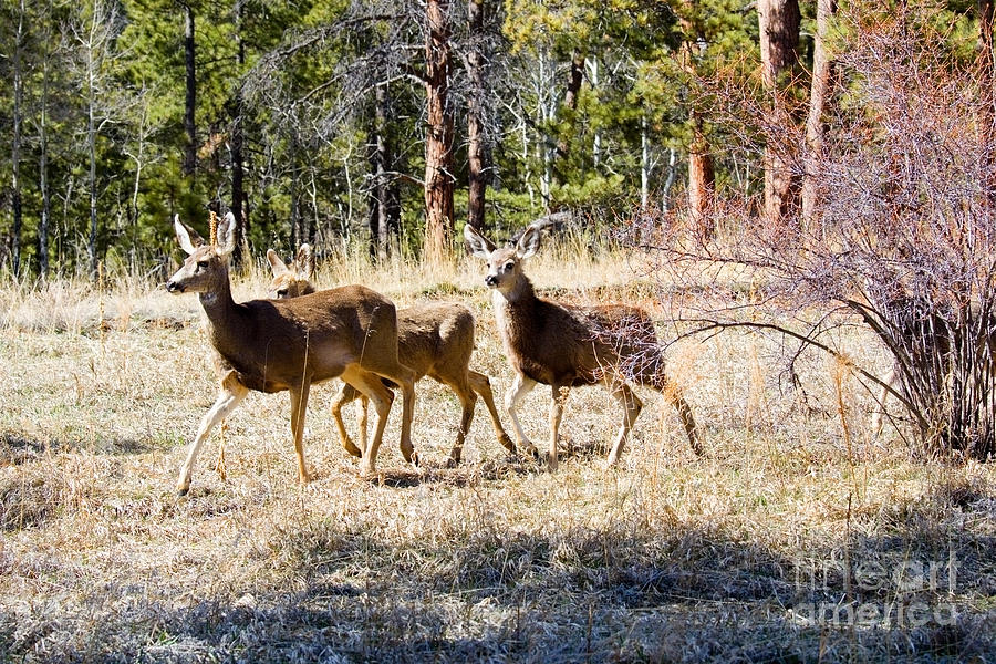 Springtime Mule Deer in the Pike National Forest Photograph by Steven Krull