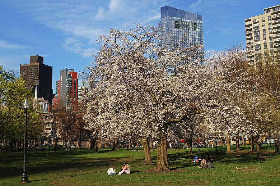 Springtime on Boston Common Boston MA Millennium Tower Photograph by Toby McGuire