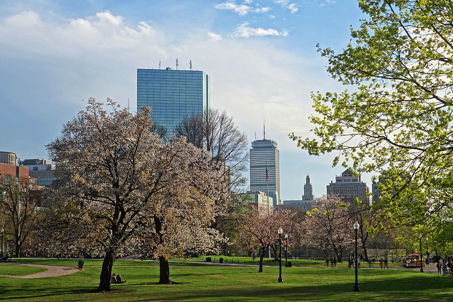 Springtime on Boston Common Boston MA Photograph by Toby McGuire