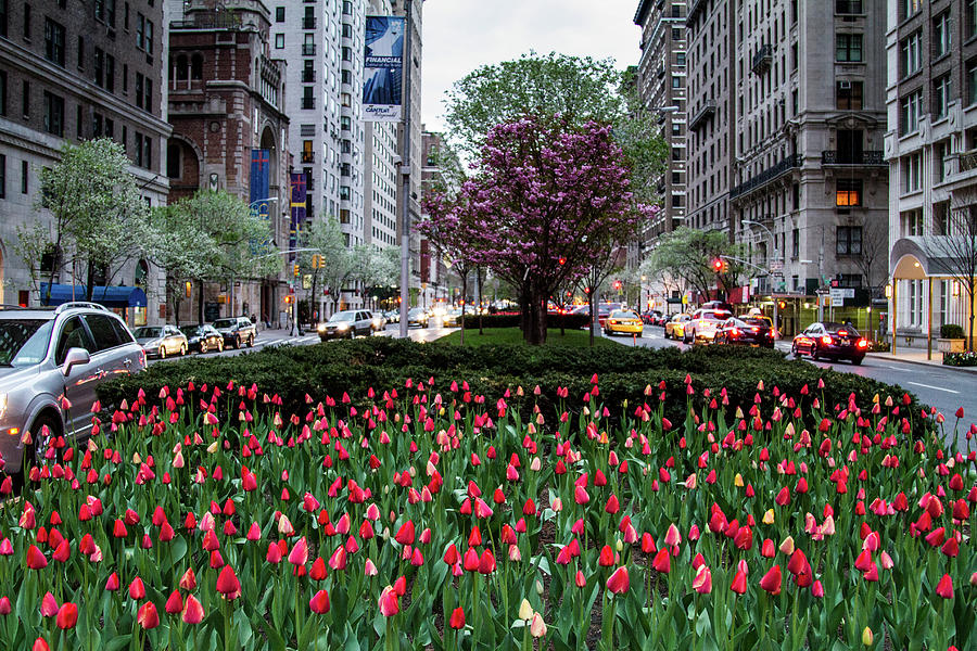 Springtime On Park Avenue Photograph