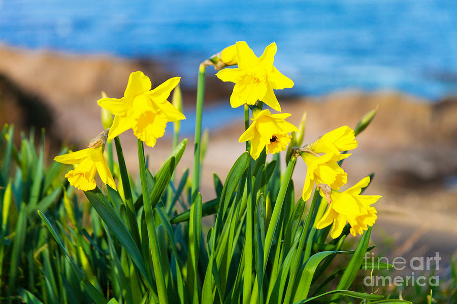 Springtime On The Brae Portessie Photograph by Diane Macdonald