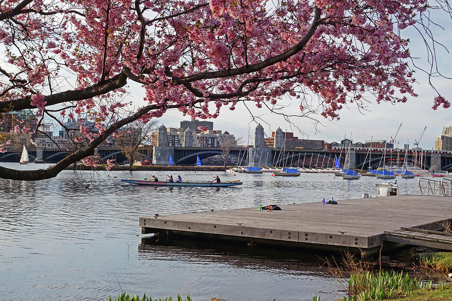 Springtime on the Esplanade Boston MA Longfellow Bridge Rowers Photograph by Toby McGuire