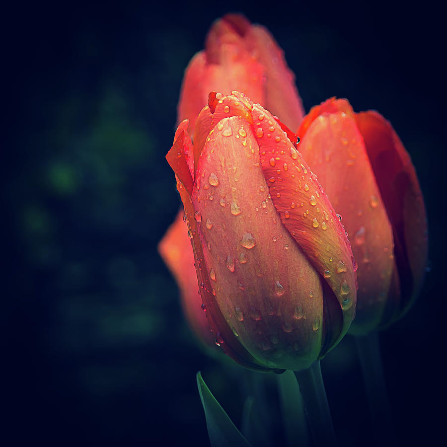 Springtime Orange Tulips with Drops Photograph by Julie Palencia