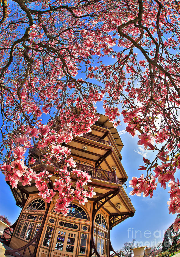 Springtime Patterson Park Pagoda Photograph by SCB Captures