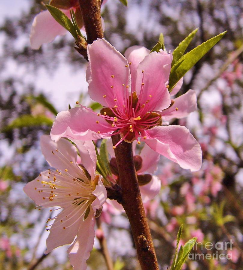 Springtime Peach Blossom Photograph by D Hackett